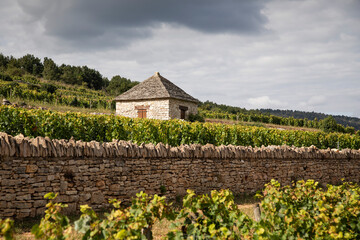 Chevalier Montrachet vineyard in Chassagne-Montrachet, Burgundy