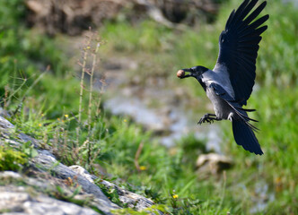 A raven with a nut in its beak flies over 