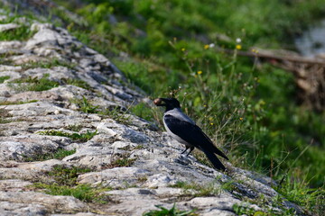 A raven with a nut in its beak flies over 