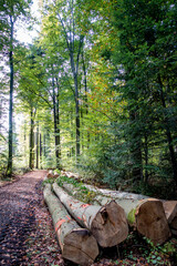 Gefällte Bäume im Mischwald
