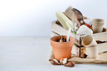 Fototapeta na wymiar Close up of spring bulbs in terracotta pot with gardening tools in wooden box