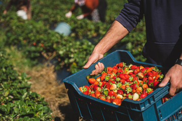 Farmer holding freshly harvested ripe strawberries in strawberry farm field.