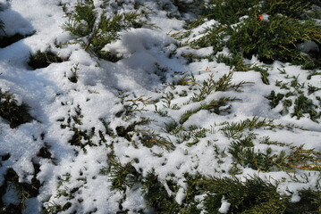 juniper branches in snow