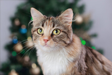 Naklejka na ściany i meble Cute Cat near the New Year tree with decoration. Cat sits on the background of Christmas lights. Kitten close-up. Merry Christmas. Pets. Shiny stars. Home pet. Kitten with Green Eyes. Holiday. Winter