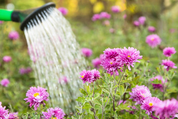 Watering pink violet purple chrysanthemum flower with water in watering can in garden in sunlight close up