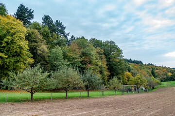 Streuobstwiese