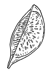 Slice fresh fig. Vector black vintage engraving illustration.