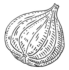 Whole fresh fig. Vector black vintage engraving illustration.