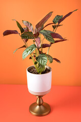 Fototapeta premium Healthy calathea plant potted on a white ceramic pot over a golden stand.