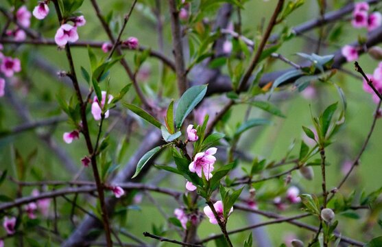 Beautiful shot of a blooming peach tree on a blurred background