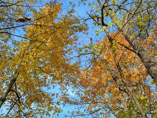 Yellow and Orange Autumn Leaves Under Blue Sky