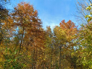Bright Multicolored Autumn Trees Under Afternoon Sky
