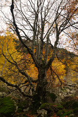 Fototapeta premium Beautiful autumn landscape with trees without leaves due to seasonal change. Vertical photography.