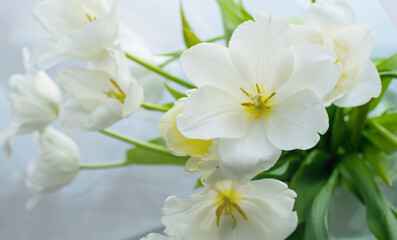 Obraz na płótnie Canvas White tulips in a glass vase on a table near a window with a curtain