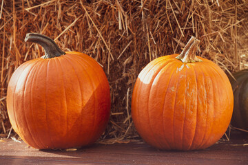 pumpkins in the sunshine, straw cubes, wooden background. autumn harvest. background halloween
