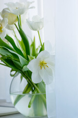 White tulips in a glass vase on a table near a window with a curtain