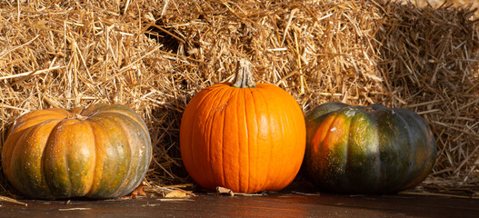 pumpkins in the sunshine, straw cubes, wooden background. autumn harvest. background halloween © Ella