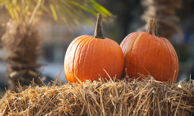 pumpkins in the sunshine, straw cubes, wooden background. autumn harvest. background halloween