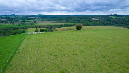 Obraz premium soybean plantation in Brazil. Green field with grown soybeans. Aerial view