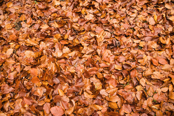 Texture of fallen autumn leaves, autumn colors. Full frame photograph of fallen autumn leaves.