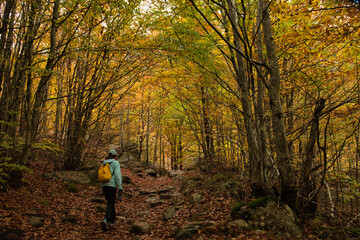 Asian girl walking in an Autumn Forest Landscape with autumn leaves path and with golden foliage. Path in autumn forest scene nature. In October, in the Aran Valley (Val de D'Aran) Pyrenees, Spain.