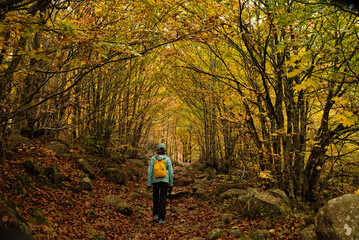 Fototapeta premium Asian girl walking in an Autumn Forest Landscape with autumn leaves path and with golden foliage. Path in autumn forest scene nature. In October, in the Aran Valley (Val de D'Aran) Pyrenees, Spain.