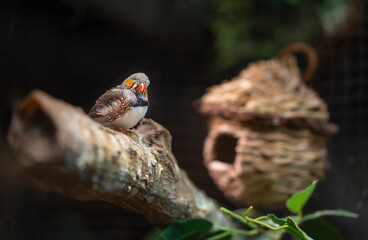 Gouldian finch bird in Dubai Aquarium