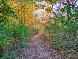 Colorful Autumn Forest Footpath
