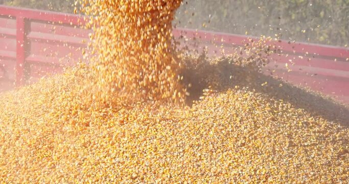 Corn harvest, close-up of combine transferring freshly harvested corn into tractor-trailer for transport to the silos, slow motion
