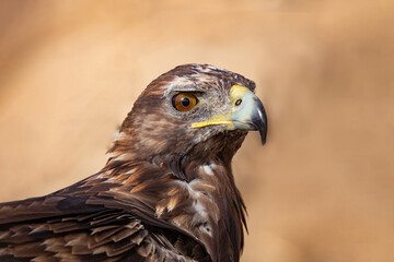 Obraz premium Retrato de Águila Real