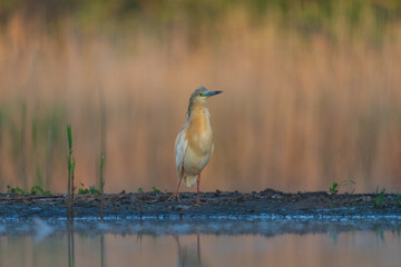Squacco heron (Ardeola ralloides)