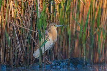 Squacco heron (Ardeola ralloides)