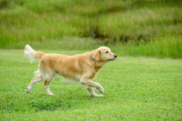 Golden Retriever dog running in green grass