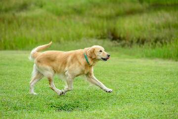 Golden Retriever dog running in green grass