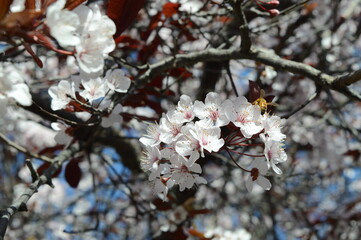 bee on a blooming plum tree in spring