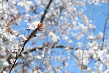 bee on a blooming plum tree in spring