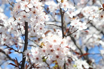 bee on a blooming plum tree in spring
