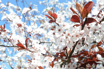 bee on a blooming plum tree in spring