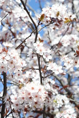 bee on a blooming plum tree in spring