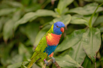 rainbow lorikeet parrot