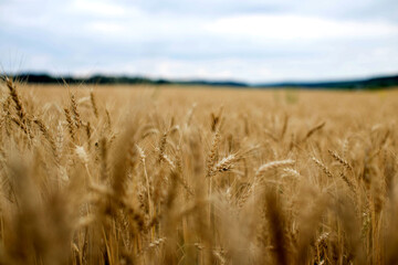 Gold Wheat Field in sunny day. Concept of great harvest and productive seed industry