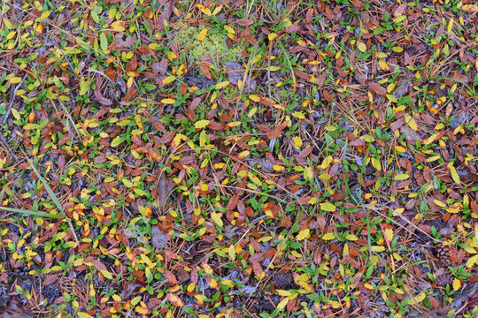 Dryas octopetala, autumn coloring, colorful natural pattern