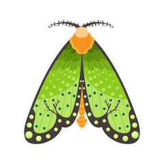 Isolated green moth vector illustration