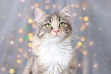 Cute Cat close up. Pet care. Concept of adorable little pets. Cat lies and looks at the camera. Portrait of a Kitten. Kitten on a white background. Sparkling lights or stars.