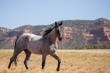 A grey and white horse steps out in a trot in an open field in the American southwest desert with...