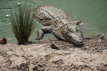 African Crocodiles in water