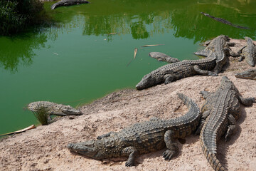 African Crocodiles in water