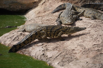 African Crocodiles in water
