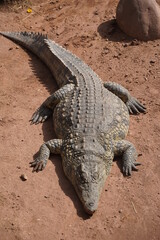 African Crocodiles in water