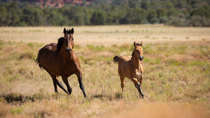 A mare and foal run free in an open field with patches of green and brown grass backed by dark green trees in the desert country of Southern Utah. 